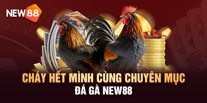 Thông Tin Nhà Cái NEW88 17 Sảnh đá gà NEW88 không nên bỏ lỡ